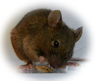 Image: Ivan de Araujo
